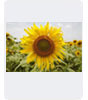 Complex clipping path sample 1