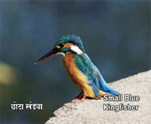 Small Blue Kingfisher