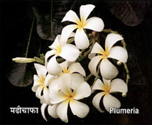 Plumeria