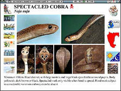 Snakes - Description